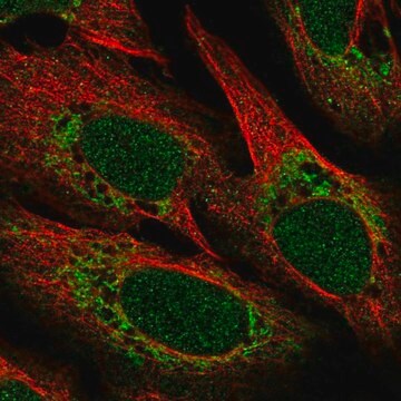 Anti-POLD4 antibody produced in rabbit Prestige Antibodies&#174; Powered by Atlas Antibodies, affinity isolated antibody