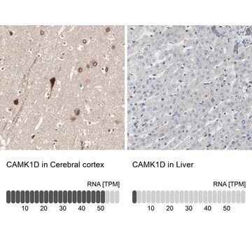 Anti-CAMK1D antibody produced in rabbit Prestige Antibodies&#174; Powered by Atlas Antibodies, affinity isolated antibody, buffered aqueous glycerol solution