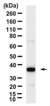 Anti-YY1/Ying-Yang 1 Antibody, clone 1M12 ZooMAb&#174; Rabbit Monoclonal recombinant, expressed in HEK 293 cells