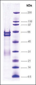 PPAR&#945; isotype, ligand binding domain, GST tagged human recombinant, expressed in E. coli, &#8805;80% (SDS-PAGE)