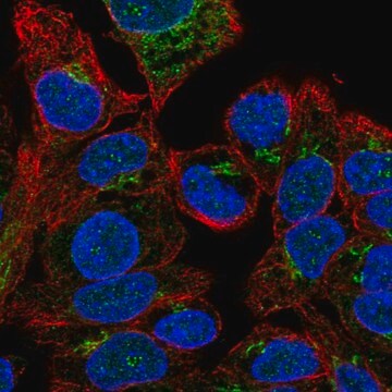 Anti-F5 antibody produced in rabbit Prestige Antibodies&#174; Powered by Atlas Antibodies, affinity isolated antibody, buffered aqueous glycerol solution