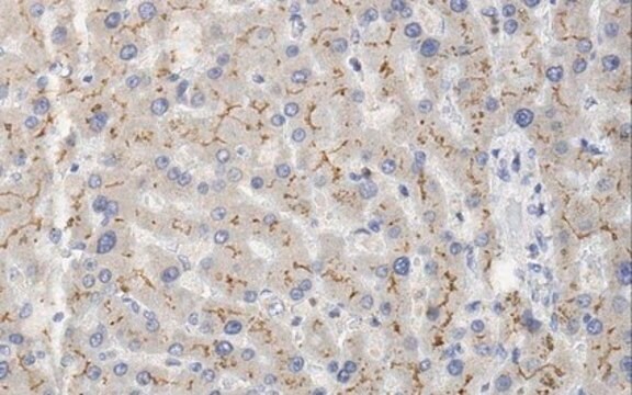 Anti-MRP2 Antibody, clone 4C9.2 clone 4C9.2, from mouse