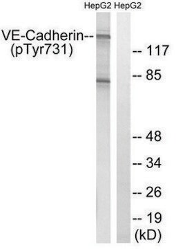 Anti-phospho-VE-Cadherin (pTyr731) antibody produced in rabbit affinity isolated antibody