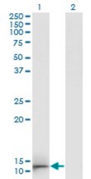 Monoclonal Anti-GAL antibody produced in mouse clone 3C1-G5, ascites fluid