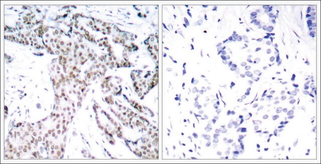 Anti-phospho-STAT3 (pSer727) antibody produced in rabbit affinity isolated antibody