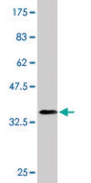 Monoclonal Anti-HES1 antibody produced in mouse clone 4D9, purified immunoglobulin, buffered aqueous solution