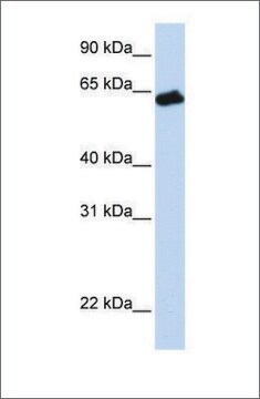 Anti-GHR antibody produced in rabbit affinity isolated antibody