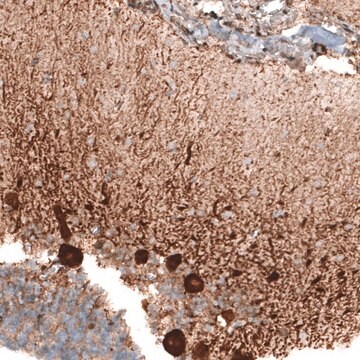 Anti-STAU2 antibody produced in rabbit Prestige Antibodies&#174; Powered by Atlas Antibodies, affinity isolated antibody, buffered aqueous glycerol solution