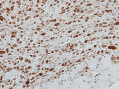 Anti-MAFG antibody produced in rabbit