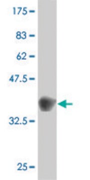 ANTI-GUCY2C antibody produced in mouse clone 3D5, purified immunoglobulin, buffered aqueous solution