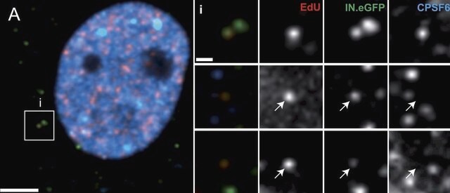 Anti-CPSF6 antibody produced in rabbit Prestige Antibodies&#174; Powered by Atlas Antibodies, affinity isolated antibody, buffered aqueous glycerol solution