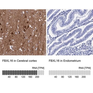 Anti-FBXL16 antibody produced in rabbit Prestige Antibodies&#174; Powered by Atlas Antibodies, affinity isolated antibody, buffered aqueous glycerol solution