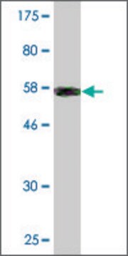 Monoclonal Anti-COL2A1 antibody produced in mouse clone 1E1, purified immunoglobulin, buffered aqueous solution