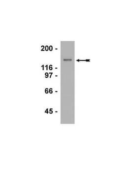 Anti-G9a Antibody Upstate&#174;, from rabbit