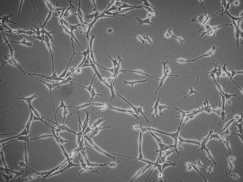 YUMMER1G.1F Mouse Cell Line