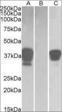 Anti-POU2AF1 (C-terminal) antibody produced in goat affinity isolated antibody, buffered aqueous solution