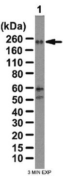 Anti-WNK3 Antibody from rabbit, purified by affinity chromatography