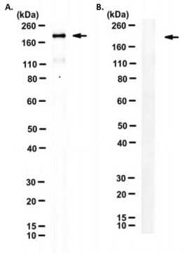 Anti-SARS-CoV-2 Spike RBD Antibody, clone 6C2-G9