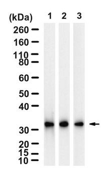 Anti-RPS3 Antibody, clone 3I17 ZooMAb&#174; Rabbit Monoclonal recombinant, expressed in HEK 293 cells