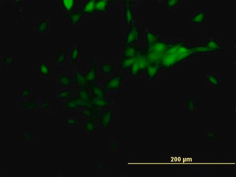 Monoclonal Anti-NR2E1 antibody produced in mouse clone 4D2, purified immunoglobulin, buffered aqueous solution