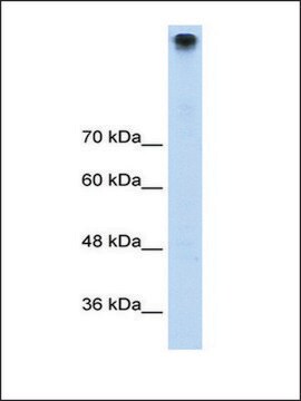 Anti-TRPM3 (AB3) antibody produced in rabbit IgG fraction of antiserum