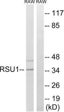 Anti-RSU1 antibody produced in rabbit affinity isolated antibody