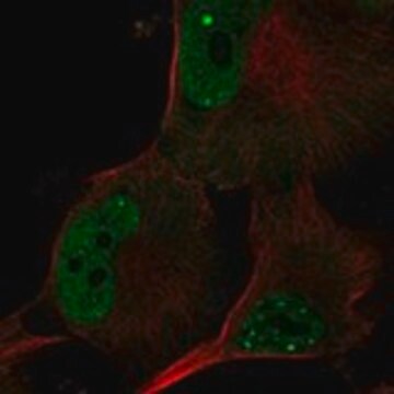 Anti-POLR3G antibody produced in rabbit Prestige Antibodies&#174; Powered by Atlas Antibodies, affinity isolated antibody, buffered aqueous glycerol solution