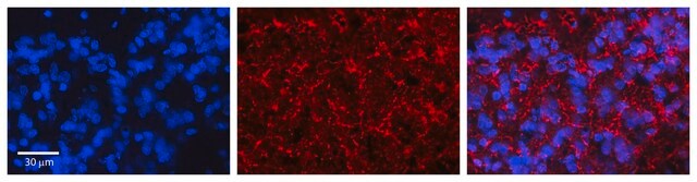 Anti-KCNMA1 antibody produced in rabbit affinity isolated antibody