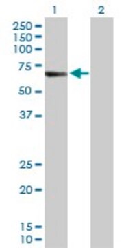 Anti-CREB5 antibody produced in rabbit purified immunoglobulin, buffered aqueous solution