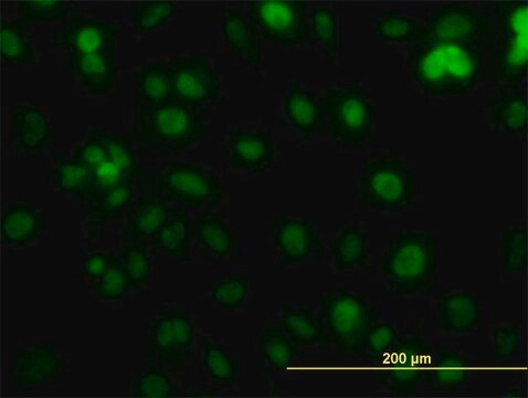 Monoclonal Anti-PCNA antibody produced in mouse clone 1G7, purified immunoglobulin, buffered aqueous solution