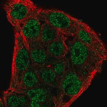 Anti-SOCS1 antibody produced in rabbit Prestige Antibodies&#174; Powered by Atlas Antibodies, affinity isolated antibody