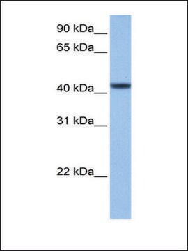 Anti-C8ORF34 antibody produced in rabbit affinity isolated antibody