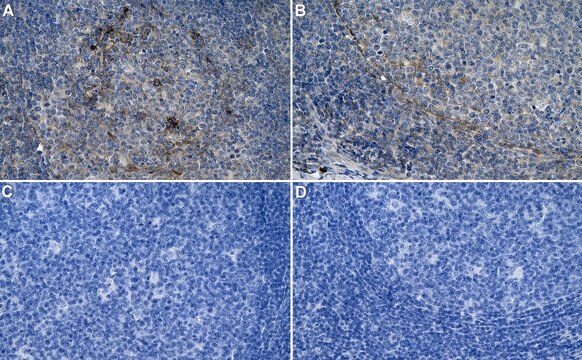 Anti-STING1 Antibody, clone 2G7 ZooMAb&#174; Rabbit Monoclonal recombinant, expressed in HEK 293 cells