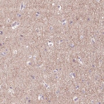 Anti-GRM2 antibody produced in rabbit Prestige Antibodies&#174; Powered by Atlas Antibodies, affinity isolated antibody, buffered aqueous glycerol solution