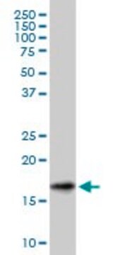 Monoclonal Anti-SNCG antibody produced in mouse clone 2C3, purified immunoglobulin, buffered aqueous solution