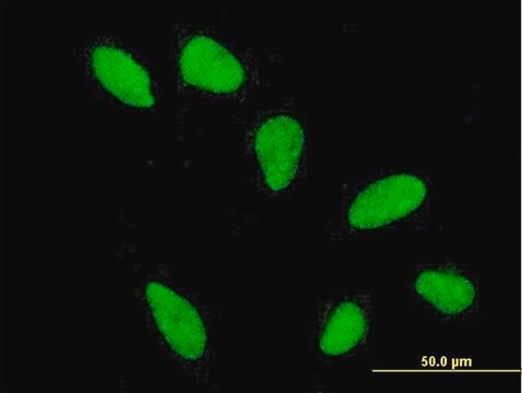 Monoclonal Anti-HIST2H2AA antibody produced in mouse clone 4C10, purified immunoglobulin, buffered aqueous solution