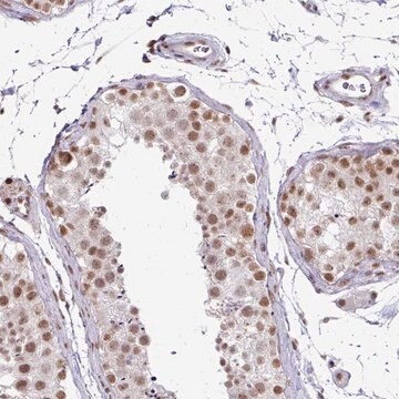 Anti-NFYA antibody produced in rabbit Prestige Antibodies&#174; Powered by Atlas Antibodies, affinity isolated antibody, buffered aqueous glycerol solution