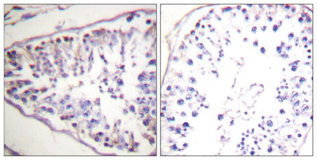 Anti-HSL antibody produced in rabbit affinity isolated antibody