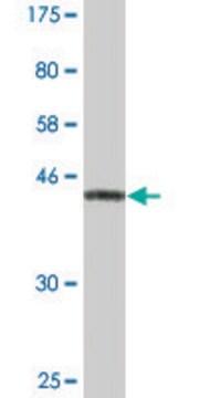 Monoclonal Anti-NDUFS3 antibody produced in mouse clone 1D6, ascites fluid