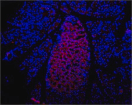 Anti-Purinergic Receptor P2X7 (extracellular) antibody produced in rabbit affinity isolated antibody, lyophilized powder