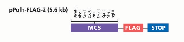 pPolh-FLAG-2 Transfer Vector