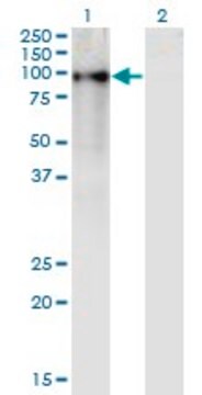 Monoclonal Anti-ZNF41 antibody produced in mouse clone 4D6, purified immunoglobulin, buffered aqueous solution