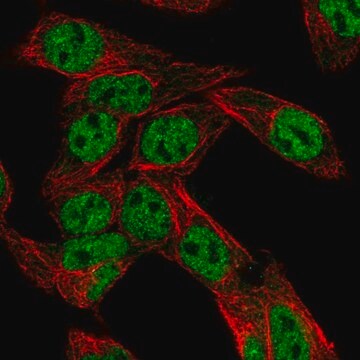 Anti-NR1I2 antibody produced in rabbit Prestige Antibodies&#174; Powered by Atlas Antibodies, affinity isolated antibody