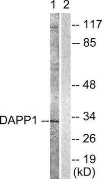 Anti-DAPP1 antibody produced in rabbit affinity isolated antibody