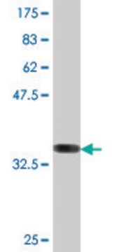 Monoclonal Anti-ATG5, (C-terminal) antibody produced in mouse clone 1C4, purified immunoglobulin, buffered aqueous solution