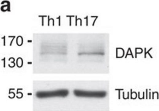 Monoclonal Anti-Death Associated Protein Kinase antibody produced in mouse clone DAPK-55, ascites fluid