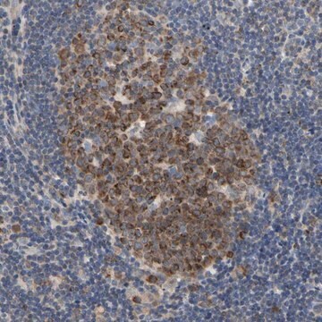 Anti-MCL1 antibody produced in rabbit Prestige Antibodies&#174; Powered by Atlas Antibodies, affinity isolated antibody, buffered aqueous glycerol solution