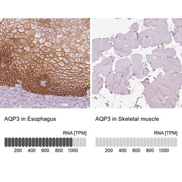 Anti-AQP3 antibody produced in rabbit Prestige Antibodies&#174; Powered by Atlas Antibodies, affinity isolated antibody, buffered aqueous glycerol solution