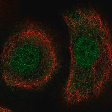 Anti-PLEKHA1 antibody produced in rabbit Prestige Antibodies&#174; Powered by Atlas Antibodies, affinity isolated antibody