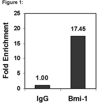 Magna ChIP&#174; Protein G Magnetic Beads Recombinant Protein G covalently bound to magnetic beads for use in chromatin immunoprecipitations (ChIP assays). These protein G beads provide users a more rapid, reproducible &amp; efficient reagent for collecting immunocomplexes vs. agarose beads.